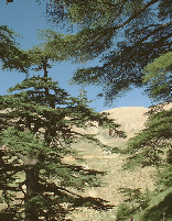 Cedars